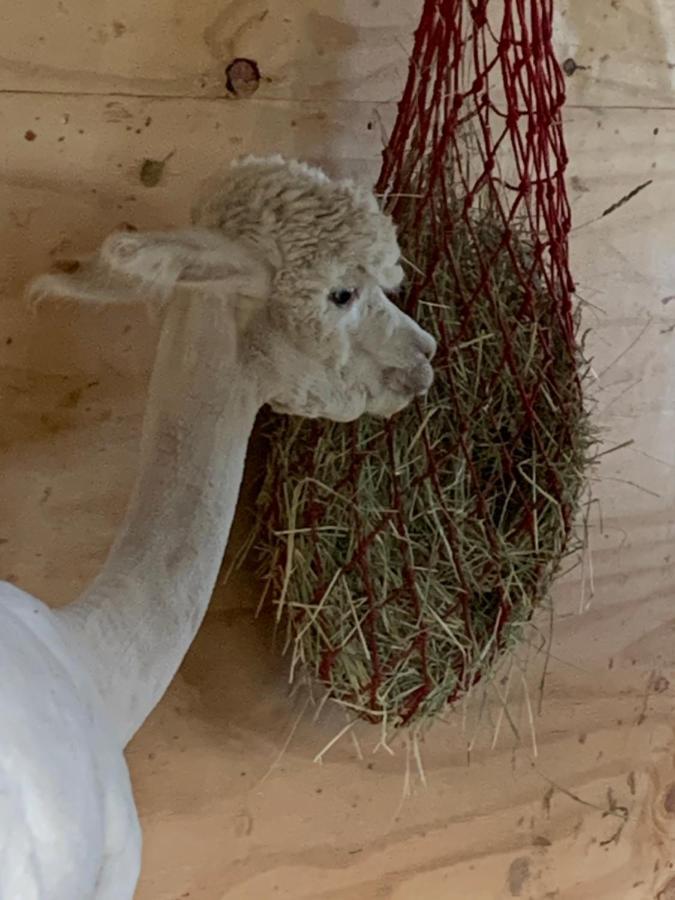 דירות סנט גאורג אים שוורצוואלד Tarahaus מראה חיצוני תמונה